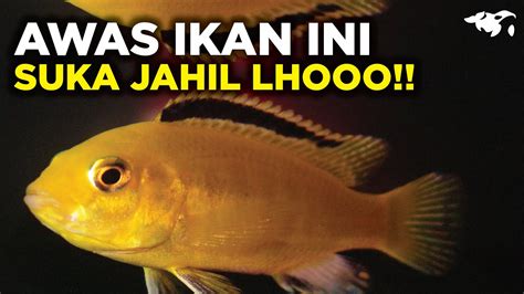 LEMON CICHLID SI IKAN KUNING BERKILAU YANG SUKA JAHIL YouTube