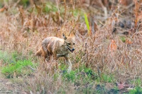 Indian Jackal Canis Aureus Indicus Indian Subspecies Of Flickr