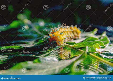 Yellow Beautiful Caterpillar with Spikes in Nature. Stock Image - Image of reflection, poisonous ...