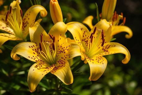 Spider Lily Flower Meaning Symbolism And Spiritual Significance