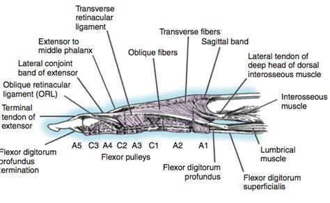 Fractures Of The Fingers And Hand Handout Dr Thomas Trumble M D