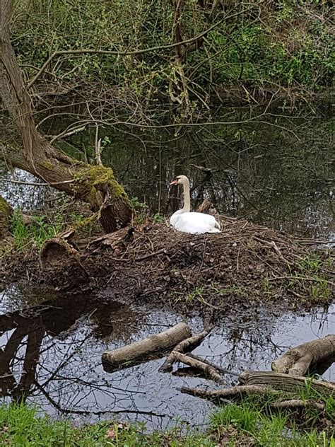 Cygne Nid L Eau Photo Gratuite Sur Pixabay Pixabay