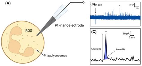 Biomedicines Free Full Text Ros Production By A Single Neutrophil