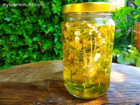 How To Make Chamomile Tincture at Home? - My Folk Medicine