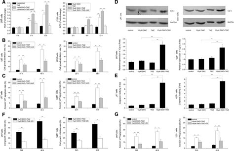 Effects Of Dmc And Tmz On Ros Production Cyt C Release And Caspase