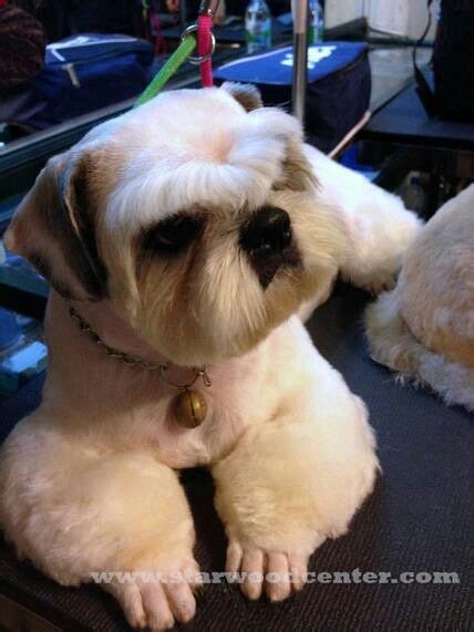 253 best grooming shih tzu & havanes images on Pinterest