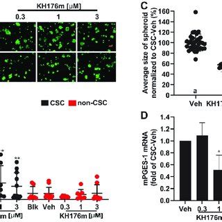 KH176m Selectively Decreases Prostate Cancer Stem Cell Population