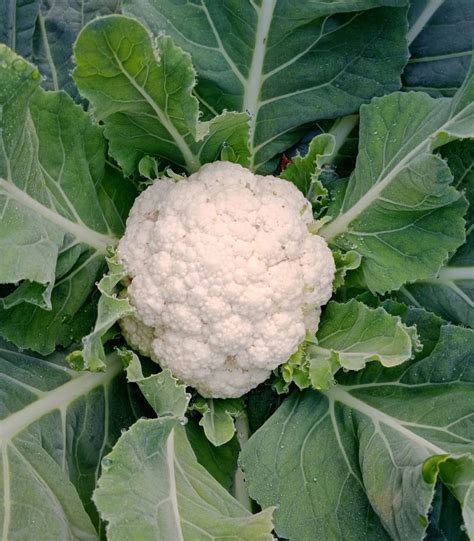 Hybrid Cauliflower Seeds Packaging Type Packet Packaging Size 100