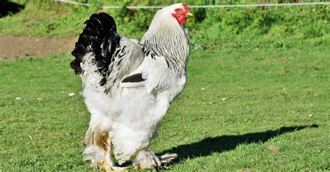 Brahma Chicken Pictures - AZ Animals