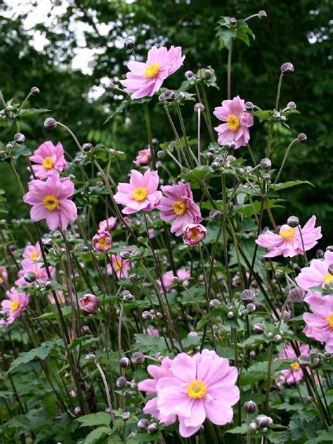 Anemone Tomentosa Serenade Frikarti Stauden AG