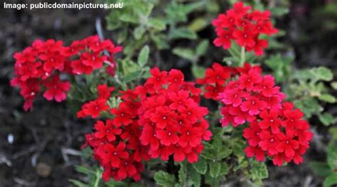 25 Ground Cover Plants With Red Flowers (With Pictures ...