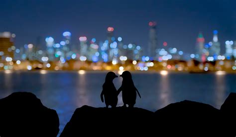 Melbourne Penguins Image National Geographic Your Shot Photo Of The Day