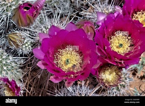 Engelmanns Hedgehog Cactus Flowers Echinocereus Engelmannii Along