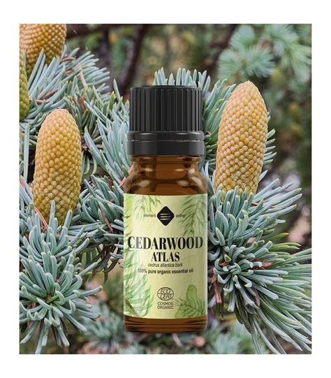 Cedarwood Atlas Organic Pure Essential Oil Cedrus Atlantica