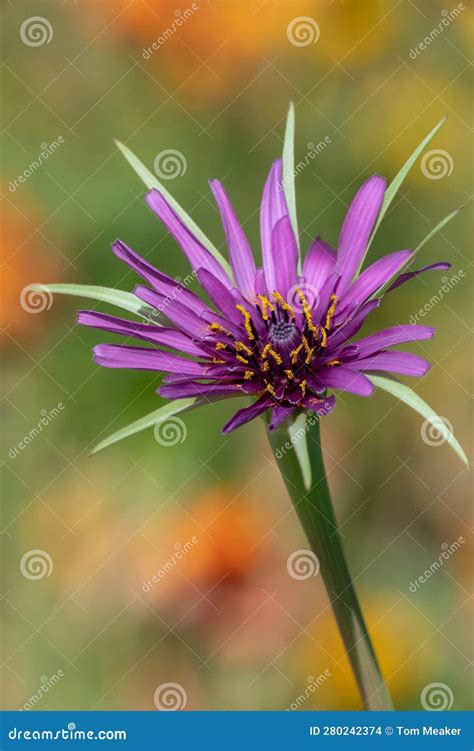 Common Salsify Tragopogon Porrifolius Flower Stock Photo Image Of