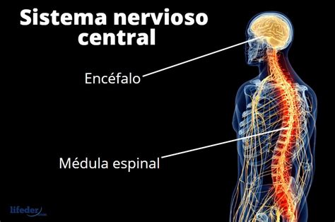 El Sistema Nervioso Sistema Nervioso Sistema Nervioso Central Nervioso ...