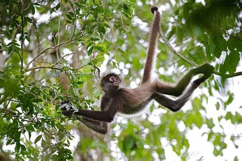 Tripadvisor Private Tour Im Dschungel Maya Spider Monkey Besuch Von