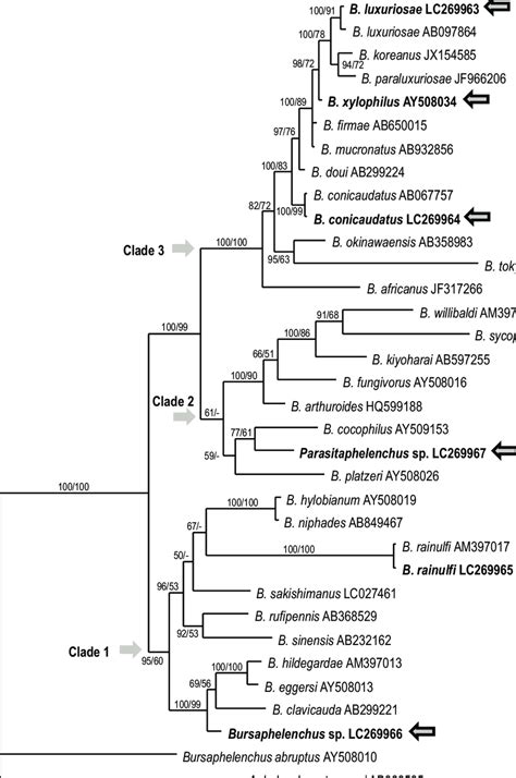 Bayesian Inference BI Tree Inferred From Near Full Length SSU Under