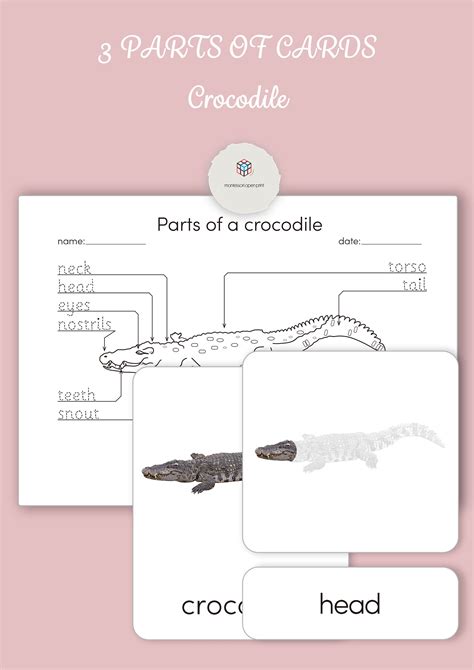 Montessori 3 Part Cards Parts Of A Crocodile Etsy Montessori