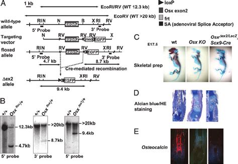 Targeting Strategy For Conditional Inactivation Of The Osx Gene A