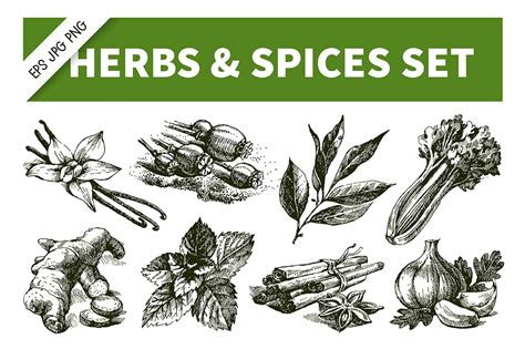 Herbs And Spices Hand Drawn Sketch Vector Set By Elena Pimonova