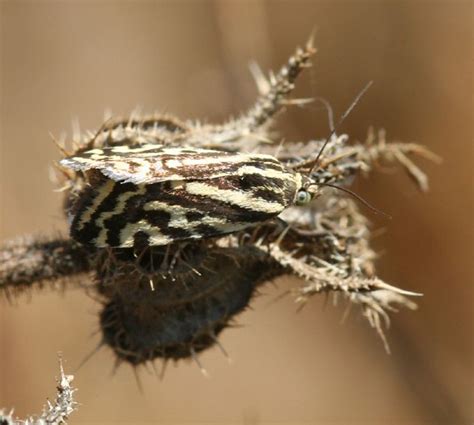 Acontia Emmelia Trabealis Scopoli 1763 Sardegna Villa Flickr