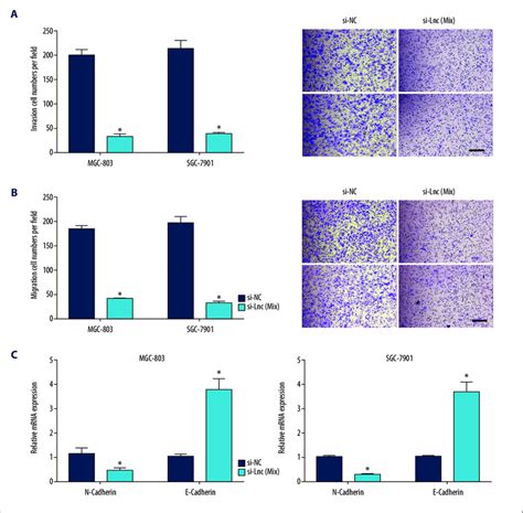 Linc01138 Knockdown Suppressed Gc Cell Invasion A B Mgc 803 And