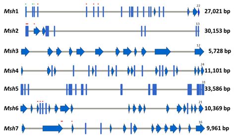 The Barley Chloroplast Mutator Cpm Mutant All Roads Lead To The Msh1