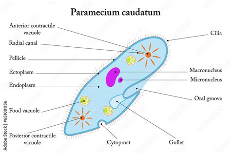 Labelled Diagram Of Paramecium Caudatum Stock Illustration Adobe Stock