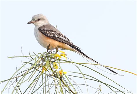 Flycatchers Of Wisconsin 14 Species To Know Badgerland Birding