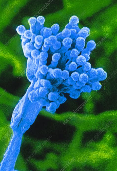 Sem Of A Penicillium Sp Conidiophore Stock Image B