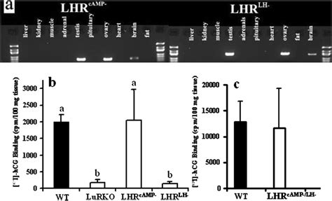 Expression Of The Lhr Camp− And Lhr Lh− Bac Transgenes In Male Mice