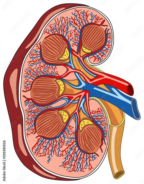 Renal Pelvis Location In Body