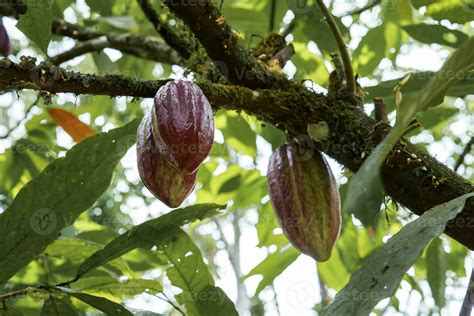 Red cocoa bean on the tree in Costa Rica 26175848 Stock Photo at Vecteezy