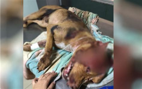 Moradores Pedem Justi A Por Pit Bull Que Morreu Ap S Ser Espancado