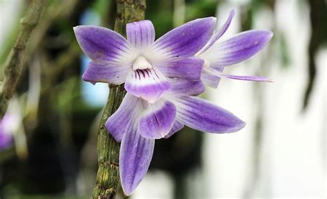 Dendrobium Victoriae Reginae