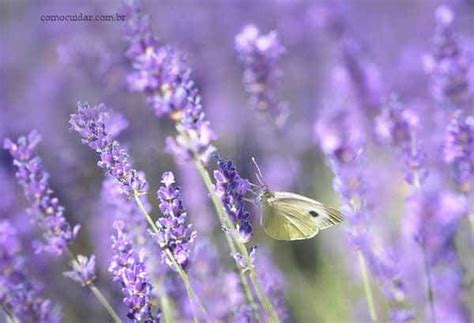 Como Cuidar De Lavanda Em Casa No Vaso Rega Ilumina O