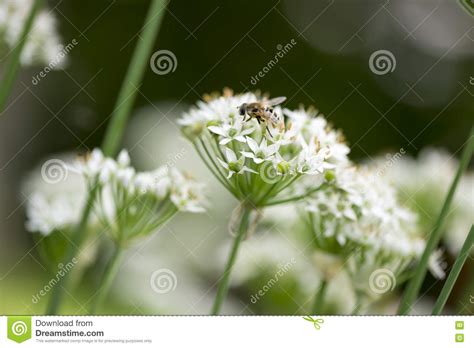 Manosee La Abeja En La Flor De La Cebolleta Foto De Archivo Imagen De