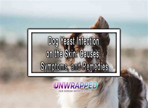 Dog Yeast Infection on the Skin: Causes, Symptoms, and Remedies