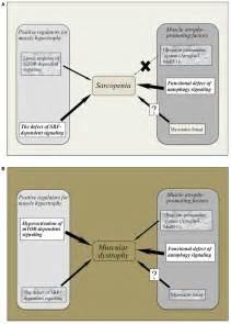 Frontiers The Intriguing Regulators Of Muscle Mass In Sarcopenia And Muscular Dystrophy