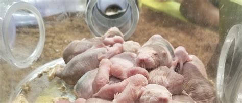 Baby Naked Mole Rat Smithsonian Telegraph