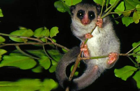 Fat-tailed Dwarf Lemur Profile, Habitat, Diet, Traits, Facts - Primates Park