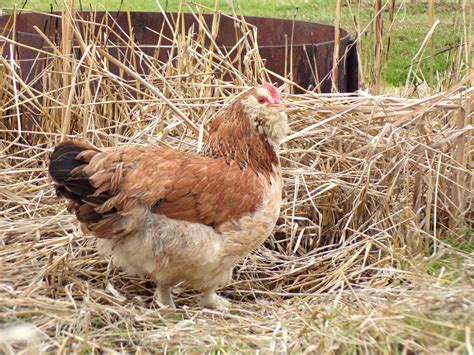 Salmon faverolle | BackYard Chickens - Learn How to Raise Chickens