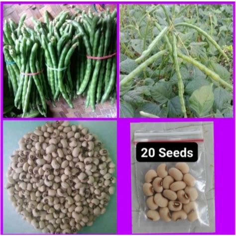 Native Sitaw Turo Seed/Seeds for Planting(25seeds) | Shopee Philippines