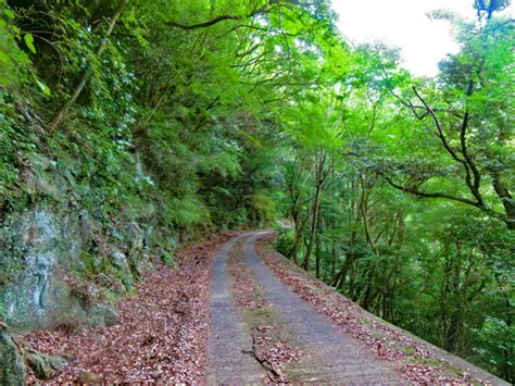 大鍋林道で大鍋越峠を越えて河津へ 伊豆の中年チャリダー