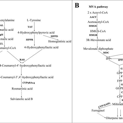 The Metabolic Pathways Of Phenolic Acids A And Tanshinones B In S