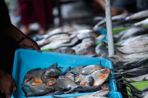 Fresh Fish Sold In The Traditional Market In Surabaya Indonesia Stock