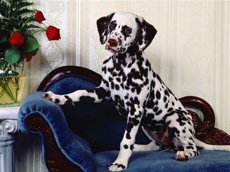 Download Animal Dalmatian Wallpaper