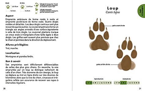 Guides De R F Rence Pour Identifier Les Traces D Animaux Facilement