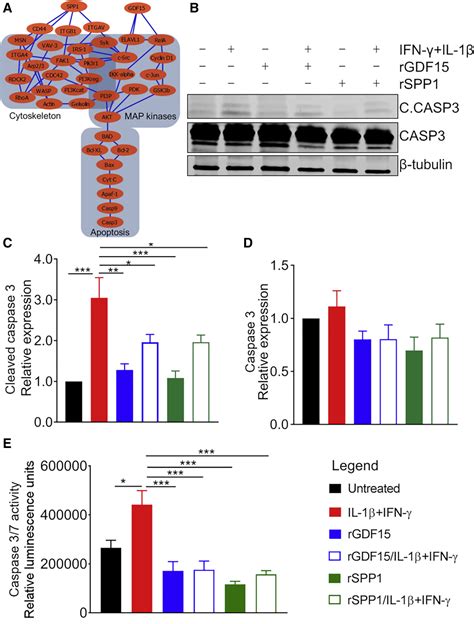 Comprehensive Proteomics Analysis Of Stressed Human Islets Identifies